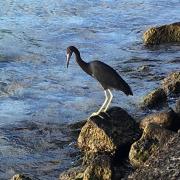 Un héron sur la promenade en front de mer