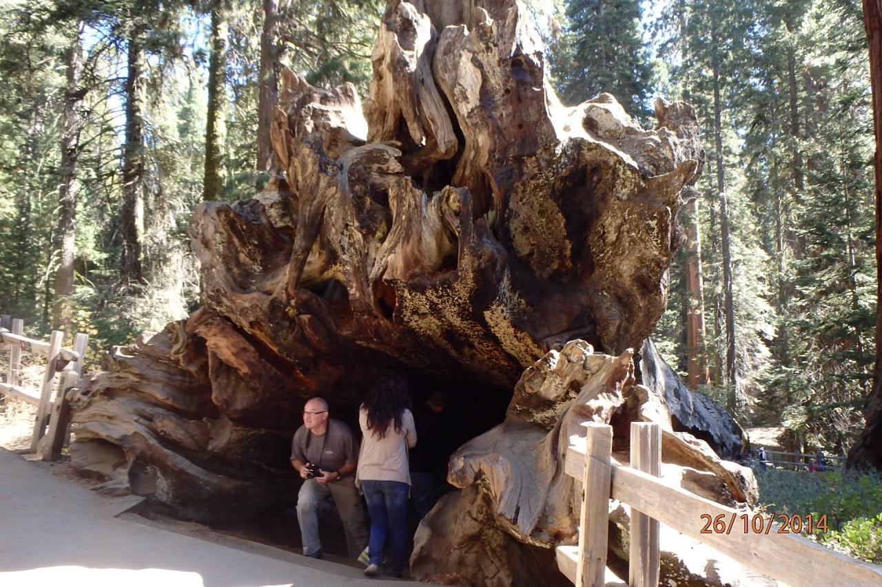 Sequoia park : un arbre tombé 