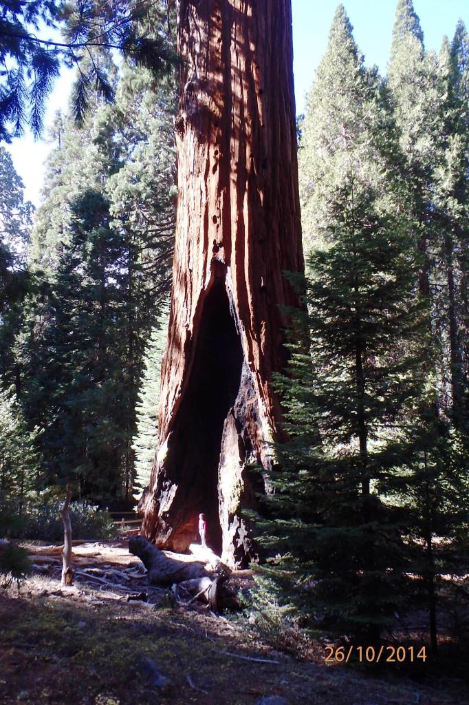 Sequoia park : le 2ème plus grand séquoïa du monde