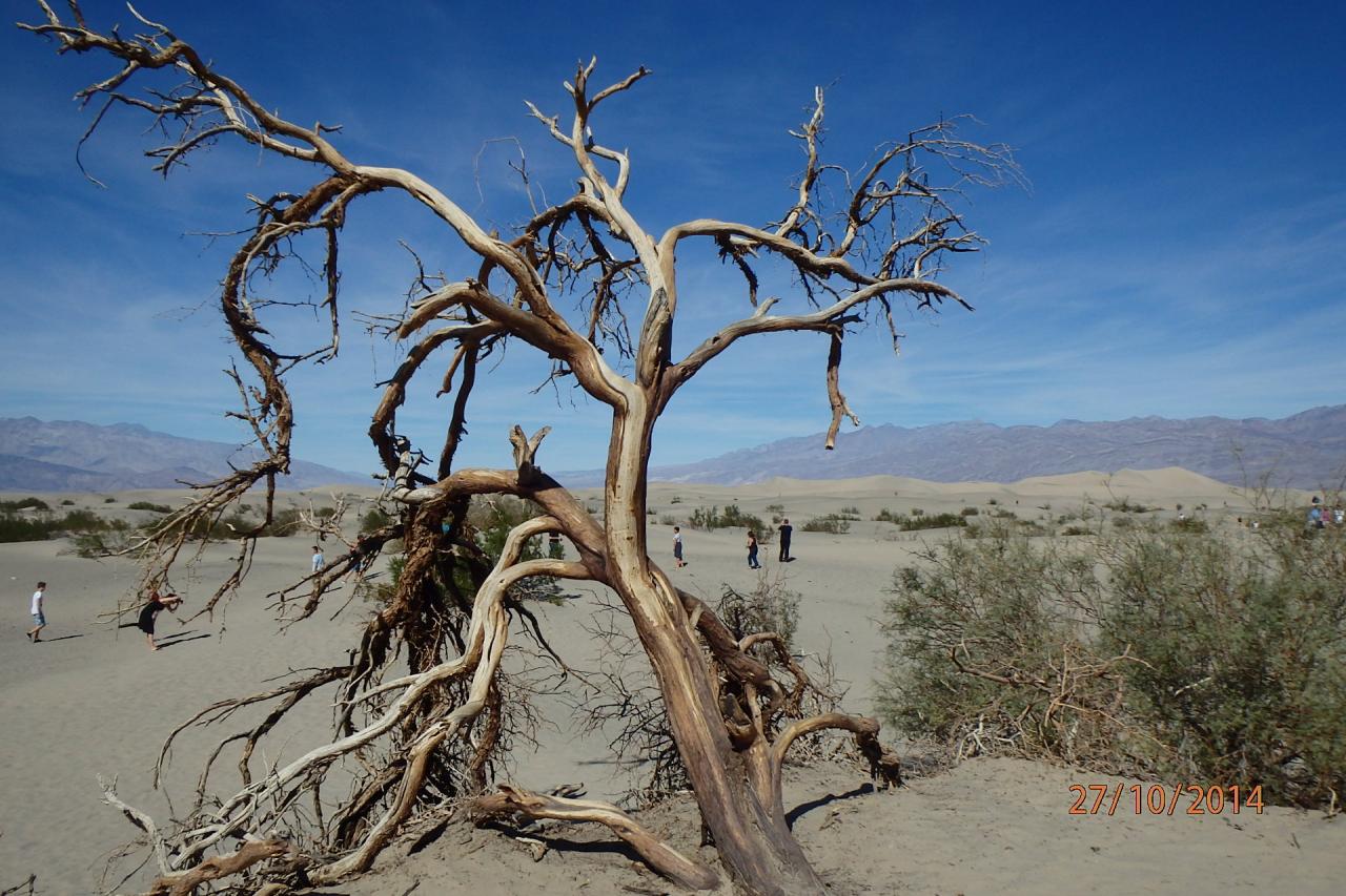 Dunes de sable