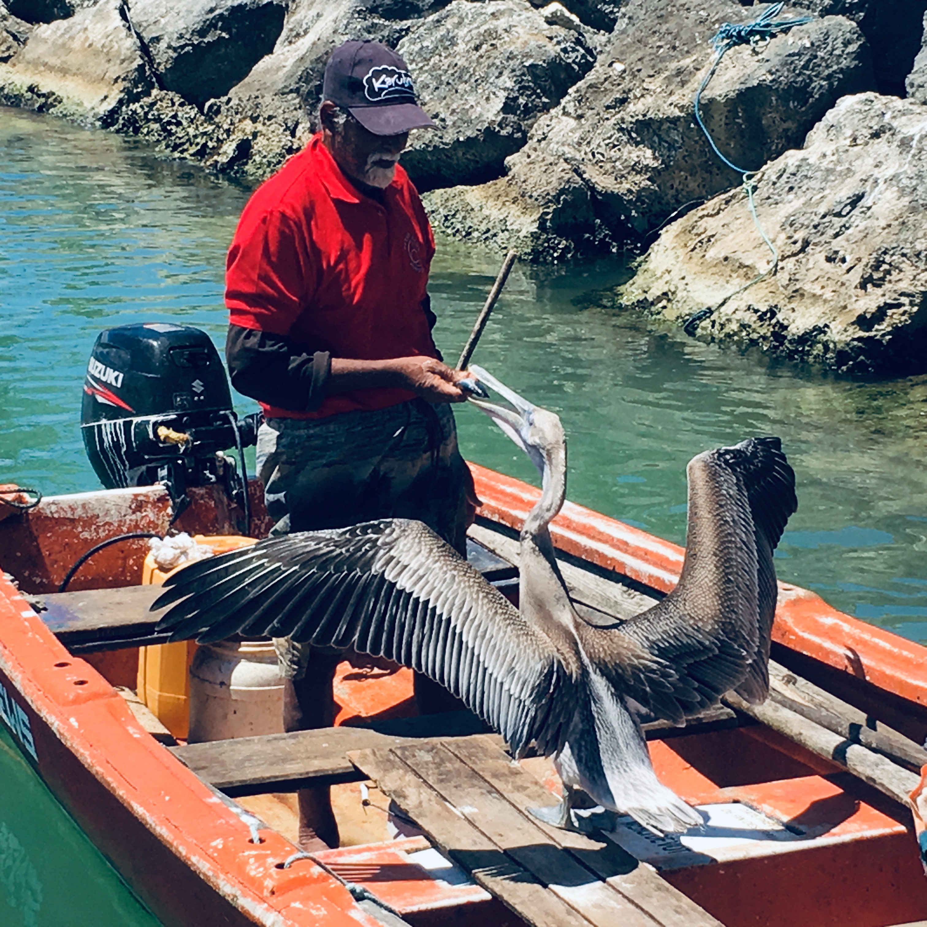 Port-Louis - un pêcheur nourrit les cormorans