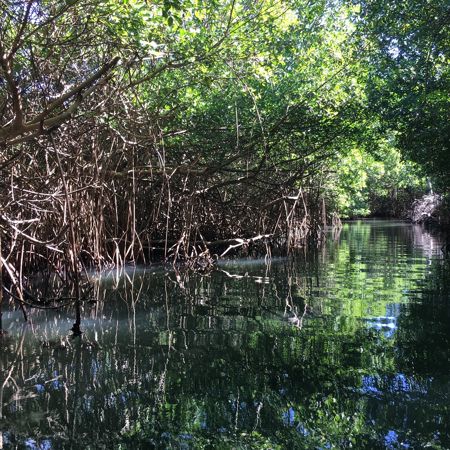 Le canal s'enfonce dans la mangrove